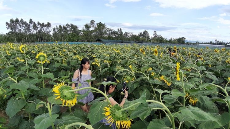 tuyet dep voi canh dong hoa huong duong nam sat trien doi da nang