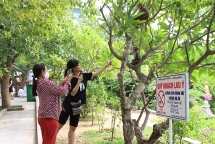 Du khách cho khỉ ăn trên bán đảo Sơn Trà: Nguy cơ mất an toàn, lây nhiễm bệnh tật