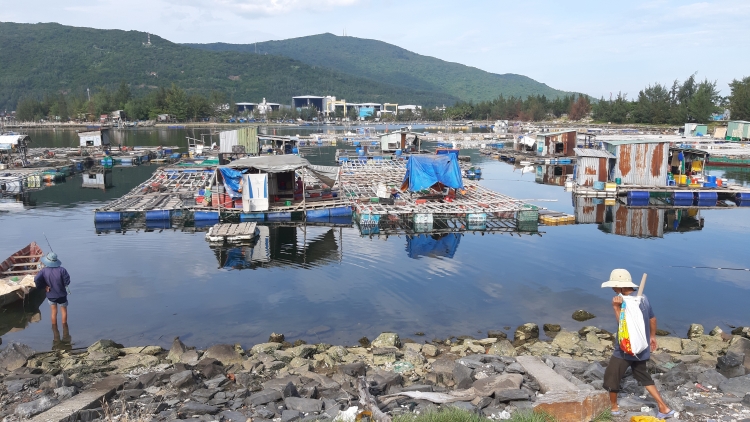 Lồng bè trái phép, rác thải bủa vây vịnh Mân Quang Đà Nẵng