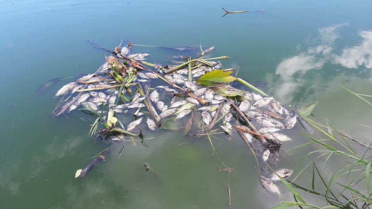 Cá lại chết cạnh Nhà máy xử lý nước thải Phú Lộc