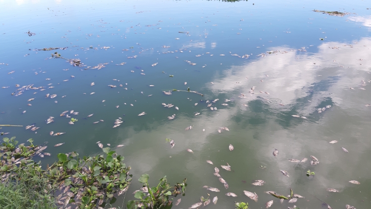 da nang ca lai chet canh nha may xu ly nuoc thai phu loc