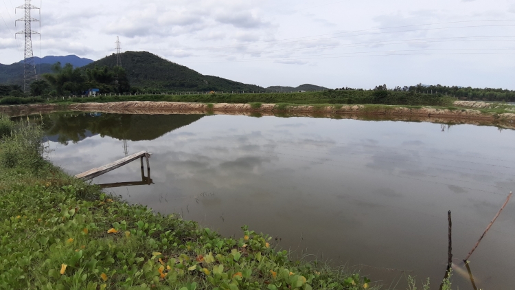 da nang ngang nhien lan song cu de trai phep de nuoi tom the