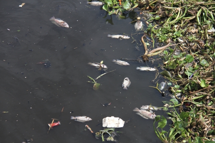 Đà Nẵng: Gần 5 tấn cá chết trắng tại hồ Hòa Phú do thiếu… ôxy