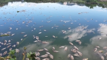 Đà Nẵng: Phát hiện có cá chết bất thường, báo ngay cho UBND quận, huyện