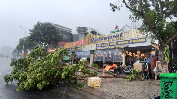 Clip: Mưa lớn khiến cây xanh ở Đà Nẵng bật gốc, một tàu cá bị chìm