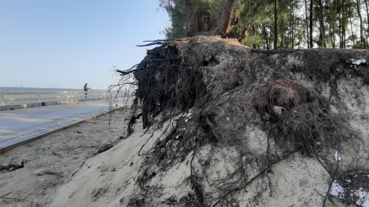 Đà Nẵng: Dự án kè 200 tỷ vừa thi công xong, rừng thông phòng hộ trơ gốc