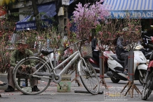 cho hoa hang luoc ki uc tet tram nam