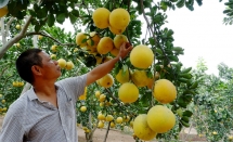 Bưởi Diễn được mùa và trúng giá