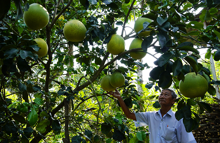 Bưởi 