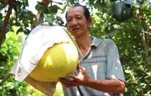 Bưởi "khổng lồ" tiền triệu chưng Tết