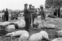 Mổ lợn phải có giấy phép và chuyện đụng lợn Tết chui thời bao cấp