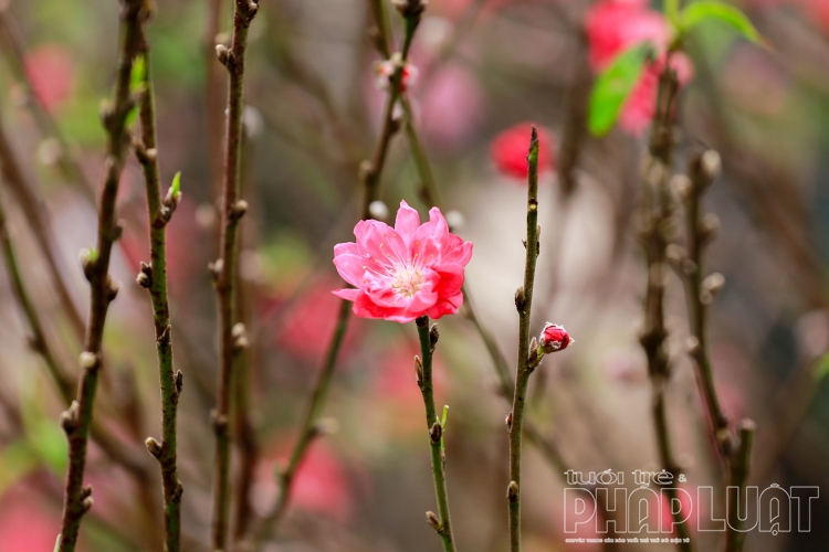 Thời tiết Tết Nguyên đán: Hà Nội sẽ mưa rét cả 3 ngày Tết