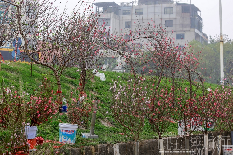 Hương sắc mùa xuân ở chợ hoa Quảng Bá