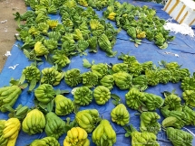 Phật thủ mất mùa, tăng giá mạnh vào dịp Tết