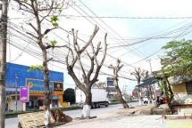 Sát Tết, cây xanh bỗng bị tỉa trụi lá trên khắp tuyến phố Đông Hà