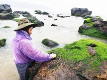 Hái  “lộc trời” ngày giáp Tết