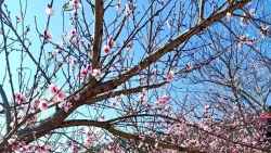 Dân buôn tiết lộ mùa Tết bán 800 cành đào rừng