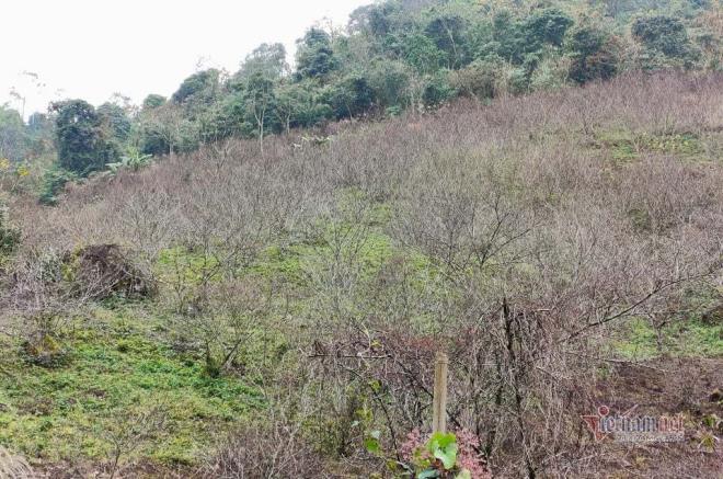 Cấm chặt đào rừng chơi Tết: Sơn La dán tem đào vườn dân trồng - 1