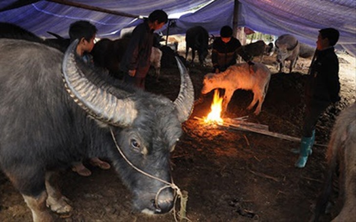 Rét hại gây băng giá diện rộng tại khu vực Miền núi phía Bắc: Nhanh chóng thống kê thiệt hại để hỗ trợ người dân