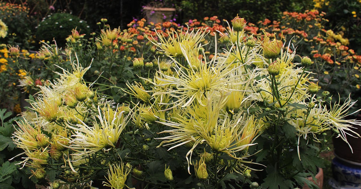 Mãn nhãn với vườn cúc cổ, đẹp mê hồn giữa lòng Hà Nội