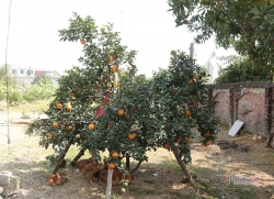 Hàng độc thưởng Tết của xứ Nghệ, rượu quê ngâm cam tiến vua