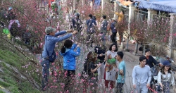 Chính phủ ủng hộ đề xuất dán tem chứng nhận "đào rừng" dân trồng