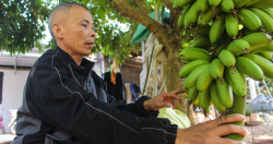 Chuối tiến vua quê Chí Phèo tăng giá chóng mặt, cháy hàng dịp cận Tết