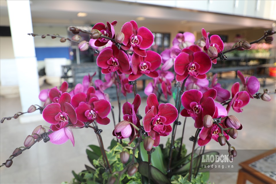 Tại siêu thị hoa Anh Trí, hiện tại có khoảng 30 màu sắc lan hồ điệp khác nhau dựa trên màu nhụy, dáng cánh hoa.