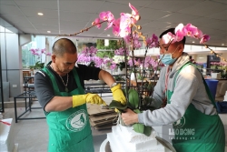 Lan hồ điệp xuống phố đón Tết, một bình hét giá cả tỉ đồng chờ "đại gia"