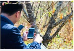 Sơn La nhận 100.000 tem mã vạch, người trồng đào yên tâm buôn bán