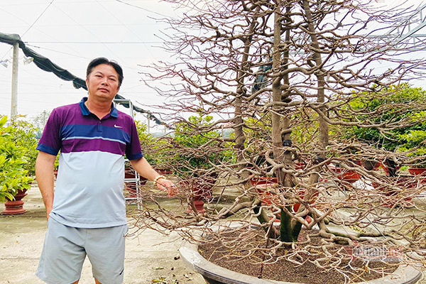Người Sài Gòn chi 100 triệu thuê cây mai hơn 80 tuổi về chơi Tết