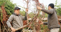 nhung canh dao rung dan tem dau tien xuat hien o ha noi