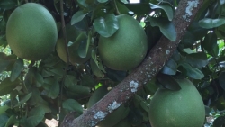 Giá bưởi Tết giảm mạnh khiến nhà vườn lo lắng