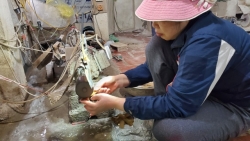 Hà Nội: Thu cả triệu đồng/ngày từ chế tác sừng trâu ngày giáp Tết Tân Sửu