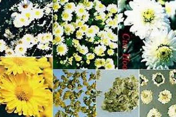 Hoa cúc: Kháng khuẩn, tiêu viêm