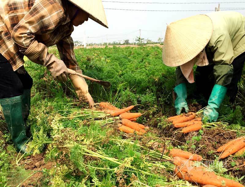 Vắng thương lái, su hào, bắp cải... bế tắc, dân thất thu mùa Tết