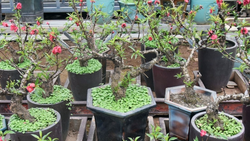 Đào quý người trồng chỉ cho thuê không muốn bán