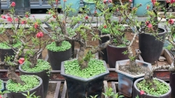 Đào quý người trồng chỉ cho thuê không muốn bán