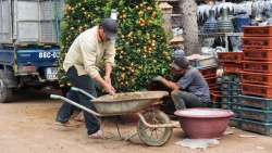 Giá quất cảnh giảm một nửa, lao động thời vụ các nhà vườn "đói việc" mùa cuối năm