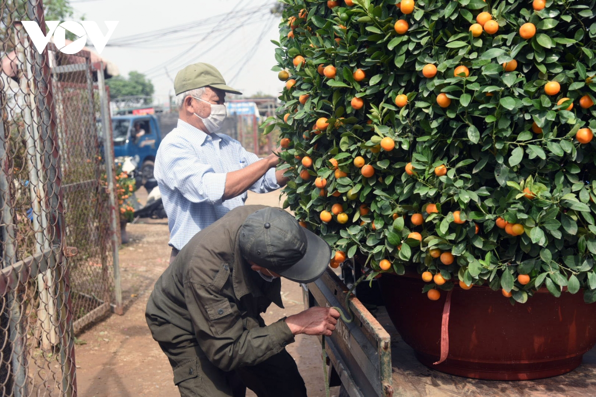 Giá quất cảnh giảm một nửa, lao động thời vụ các nhà vườn 