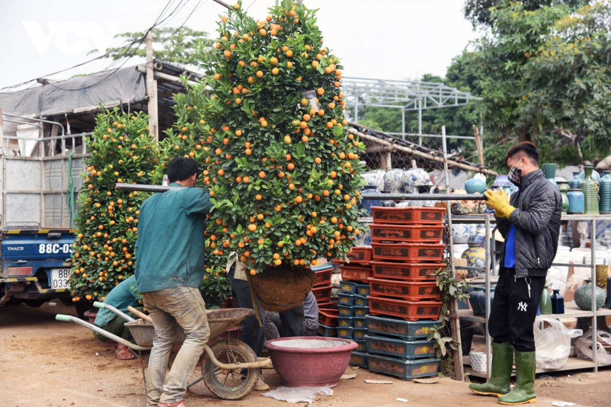 Giá quất cảnh giảm một nửa, lao động thời vụ các nhà vườn 