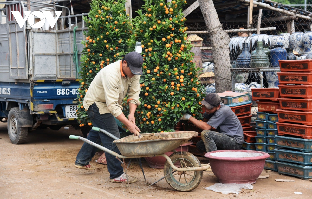 Giá quất cảnh giảm một nửa, lao động thời vụ các nhà vườn 