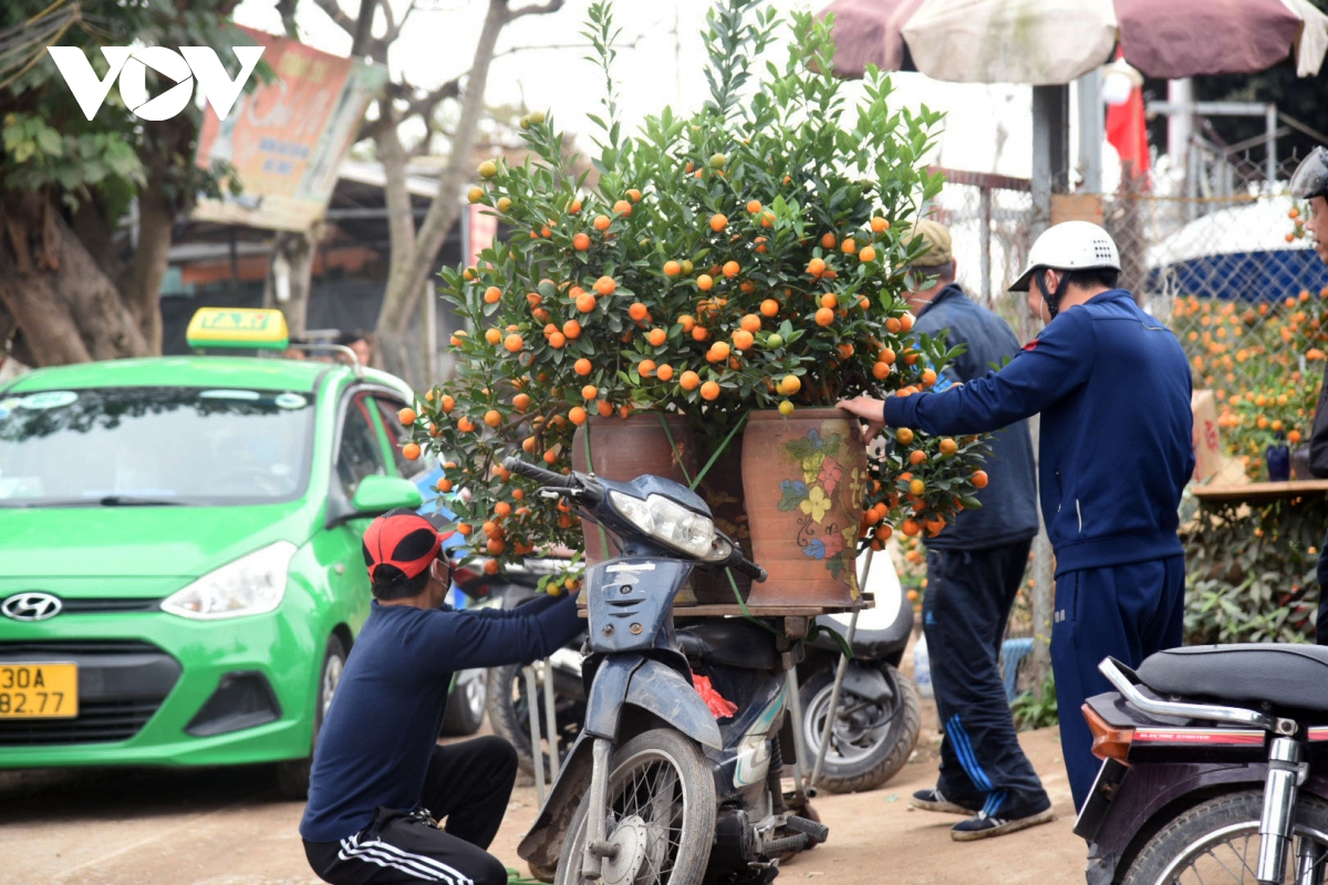 Giá quất cảnh giảm một nửa, lao động thời vụ các nhà vườn 