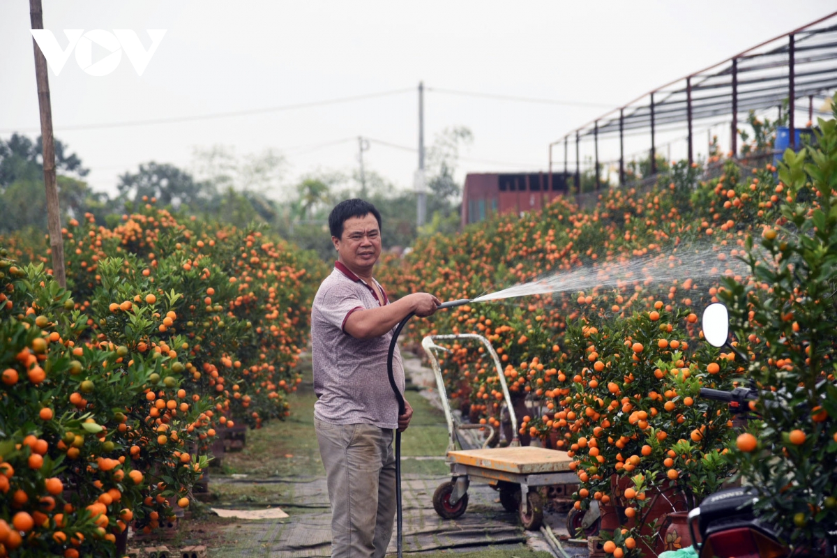 Giá quất cảnh giảm một nửa, lao động thời vụ các nhà vườn 