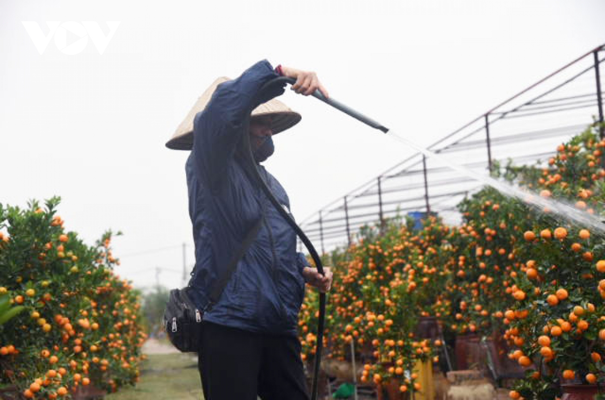 Giá quất cảnh giảm một nửa, lao động thời vụ các nhà vườn 