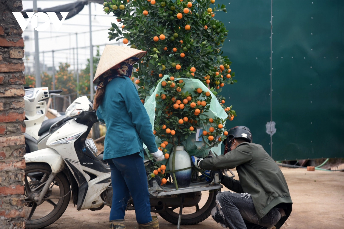 Giá quất cảnh giảm một nửa, lao động thời vụ các nhà vườn 