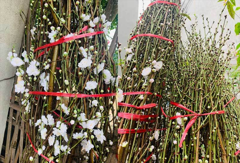 Đào Tết bông trắng như tuyết, dân tranh nhau mua, nhà vườn "cháy hàng"