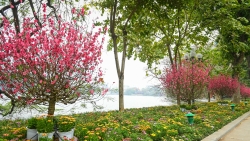 Hà Nội "khoác áo mới" rực rỡ chào đón Tết Tân Sửu 2021