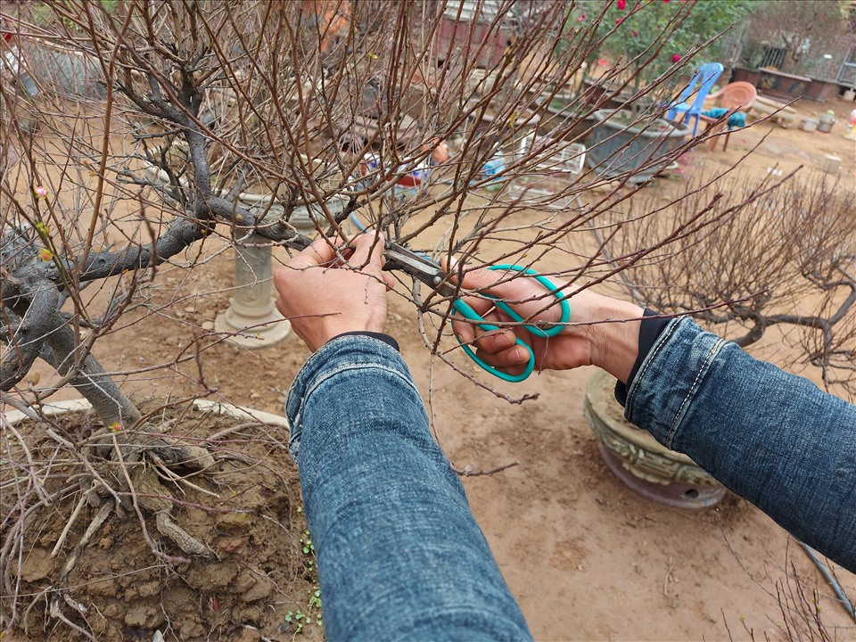 Thời điểm này người làm vườn tại làng hoa Nhật Tân tranh thủ “chạy nước rút” các công đoạn cuối để kịp giao cho khách. (Ảnh: Lan Như)