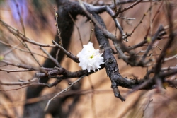 Người trồng mai trắng Nhật Tân "chạy nước rút" dịp cận Tết Nguyên đán
